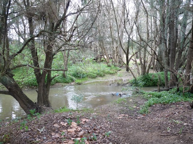 Cabramatta Creek off Eureka Cres, Green Valley where kids played (Janny Ely)